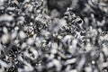 A lot of metal shavings close-up, after working on a milling machine or CNC machine. Texture metal shavings. Recycling of waste.