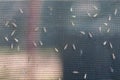 Lot of midges or mosquiotos sitting on balck protective insect screen. Chironomus plumosus