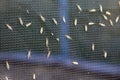 Lot of midges or mosquiotos sitting on balck protective insect screen. Chironomus plumosus