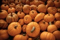 Lot of mini pumkin at market place, Various pumkins