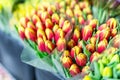 Lot of multicolored tulips bouquets. Flower market or store. Wholesale and retail flower shop. Florist service. Woma Royalty Free Stock Photo