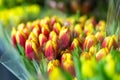 Lot of multicolored tulips bouquets. Flower market or store. Wholesale and retail flower shop. Florist service. Woman day Royalty Free Stock Photo