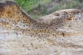 A lot of nests of swallows in the canyon in the form of a depression and holes