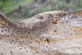 A lot of nests of swallows in the canyon in the form of a depression and holes