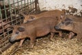 Photo of mangalica piglets at animal farm Royalty Free Stock Photo