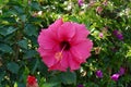 Nice morning hibiskus blossom