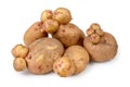 A lot of non-standard ugly potato tubers. Potato overgrowth.