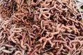 Lot of old rusty chains