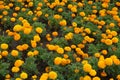 A lot of orange flowerheads of Tagetes erecta Royalty Free Stock Photo