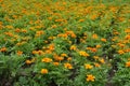 A lot of orange flowers of Tagetes patula in June Royalty Free Stock Photo