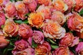 A lot of orange and pink rosebuds with leaves,