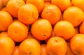 A lot of oranges and tangerines in a nest. Royalty Free Stock Photo