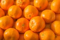 A lot of oranges and tangerines in a nest. Royalty Free Stock Photo