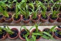 Lot of orchid flowers in the pots garden in the glasshouse Royalty Free Stock Photo