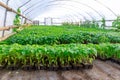 A lot of pepper seedlings grow in a warm greenhouse, which stands on black agrofibre.