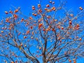 A lot of persimmons on piago , Jirisan Mountain, Guerye, Jeonnam, South Korea Royalty Free Stock Photo