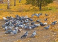 A lot of pigeons around scattered feed. Blurred focus