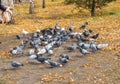 A lot of pigeons around scattered feed. Blurred focus