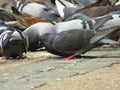 A lot of pigeons eating at the street Royalty Free Stock Photo