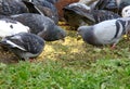 A lot of pigeons pecking grain on the grass Royalty Free Stock Photo