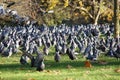 A lot of pigeons in St. JameÃÂ´s park