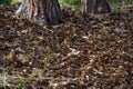 A lot of pine cones near the tree Royalty Free Stock Photo