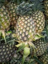 A lot of pineapple piles up Royalty Free Stock Photo