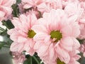 Close up of pink flower, flowers in soft color and blur style for background Royalty Free Stock Photo