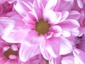 Close up of pink flower, flowers in soft color and blur style for background Royalty Free Stock Photo