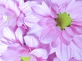 Close up of pink flower, flowers in soft color and blur style for background Royalty Free Stock Photo