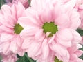 Close up of pink flower, flowers in soft color and blur style for background Royalty Free Stock Photo