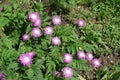 A lot of pink flowers of Centaurea dealbata in May