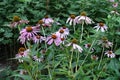 A lot of pink flowers of Echinacea purpurea in July