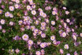 A lot of pink flowers of Michaelmas daisies
