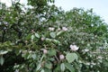 A lot of pinkish white flowers in the leafage of quince in May Royalty Free Stock Photo