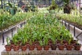 Lot of plants in the pots inside glasshouse Royalty Free Stock Photo