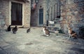 Lot of playful cats in old Europe town street waiting for food in vintage style Royalty Free Stock Photo