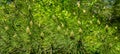 Lot of pollination bud pinecone on the branches of Pitsunda pine Pinus brutia pityusaon. Sunny day in spring garden Royalty Free Stock Photo