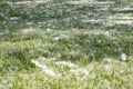 A lot of poplar wool, fluff over green grass in summer. Nature backgroud Royalty Free Stock Photo