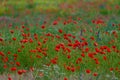 A lot of poppies on the meadow Royalty Free Stock Photo