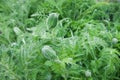 A lot of poppy buds in the green grass background. Bud of flower and water drops. Rain weather. Royalty Free Stock Photo