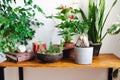 A lot of potted houseplants on wooden table. Stylish botany interior. Home gardening.