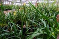 A lot of potted orchids in greenhouse. Cultivation of tropical plants. Royalty Free Stock Photo