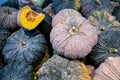 A lot of pumpkin at outdoor farmers market.Recently harvested pumpkins in a random pile. Royalty Free Stock Photo