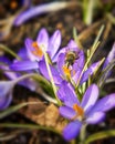 lot of purple crocus flowers in spring - Crocoideae Royalty Free Stock Photo