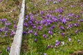 Lot of purple crocus flowers in spring