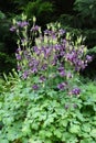 A lot of purple flowers of Aquilegia vulgaris Royalty Free Stock Photo