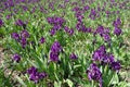 A lot of purple flowers of dwarf irises