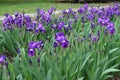 A lot of purple flowers of Iris germanica with rain drops Royalty Free Stock Photo