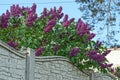 A lot of purple lilac flowers in green leaves on a bush Royalty Free Stock Photo